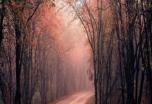 辉达娱乐官网：彻底疯狂！邮报：将有超过20万名球迷参加纽卡夺冠游行.